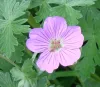 geranium-harveyi-x-geranium-pulchrum